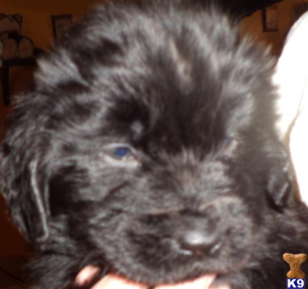 PT Newfie Picture 1